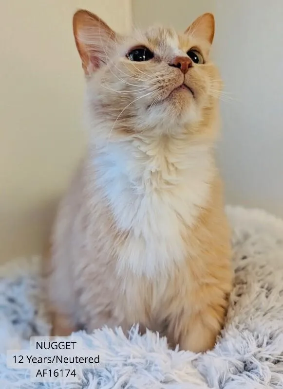 Nugget