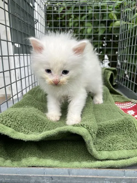 A baby medium-sized male Domestic Short Hair cat named Snow for adoption in Dallas, TX