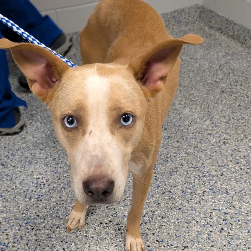 A young medium-sized female Yellow / Tan / Blond / Fawn Mixed Breed dog named Arista for adoption in Greenville, SC