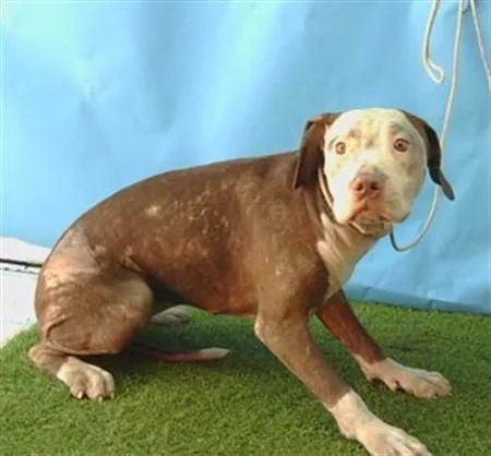 A young small-sized female Pit Bull Terrier dog named A for adoption in Gardena, CA