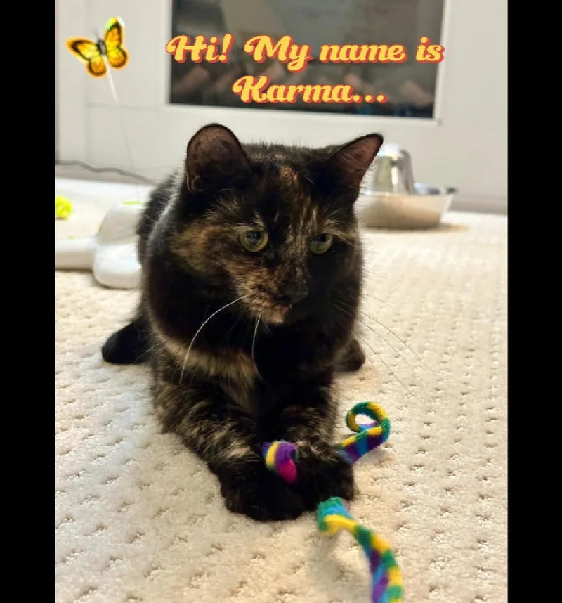 A baby medium-sized female Calico cat named Karma for adoption in Medford, MA