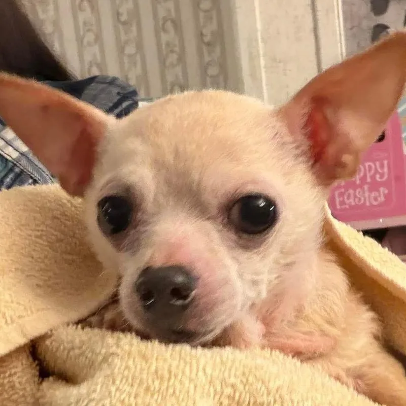 An adult small-sized male Yellow / Tan / Blond / Fawn Chihuahua dog named Tiny for adoption in Gulfport, MS