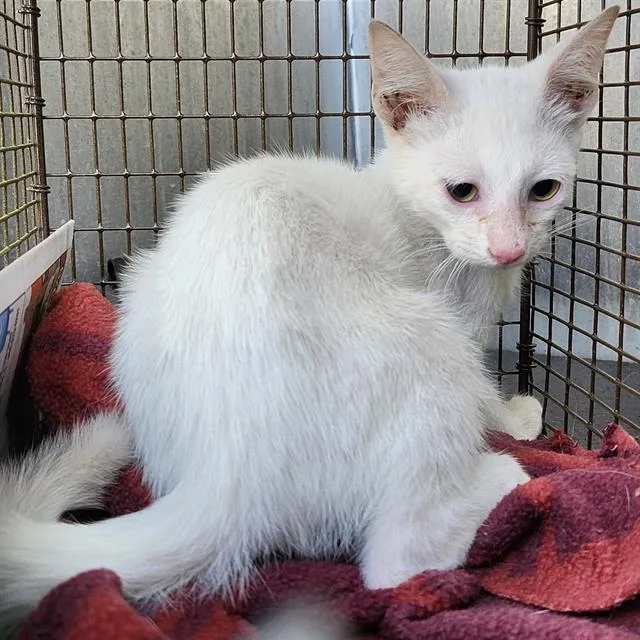 A baby small-sized male Domestic Short Hair cat named Olaf for adoption in San Antonio, TX