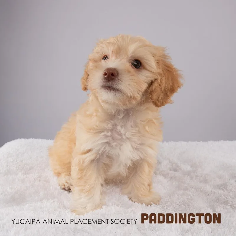 A baby small-sized male Yellow / Tan / Blond / Fawn Maltese dog named Paddington for adoption in Yucaipa, CA