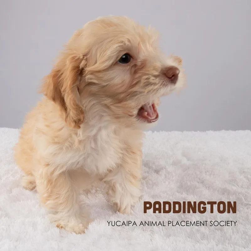 Paddington thumbnail 2