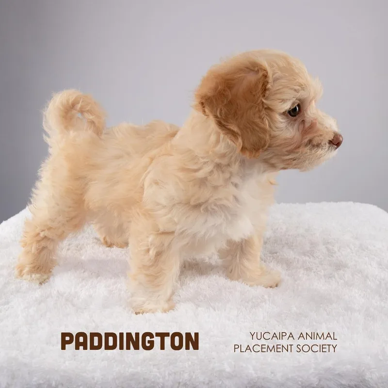 Paddington thumbnail 3