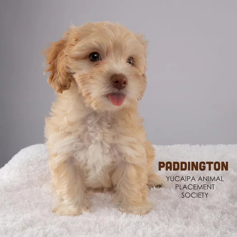 Paddington thumbnail 5