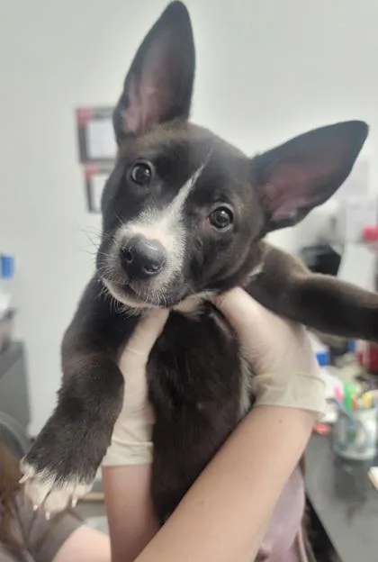 A baby medium-sized male Mixed Breed dog named Nico FKA Grumpy for adoption in West Chester, PA
