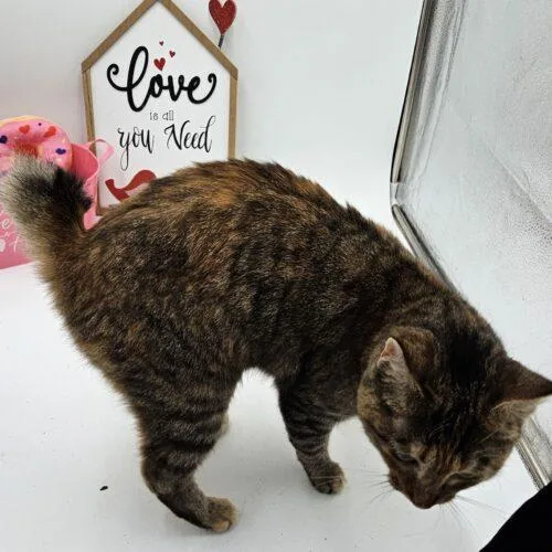 Tabasco Mcsnuggles thumbnail 2