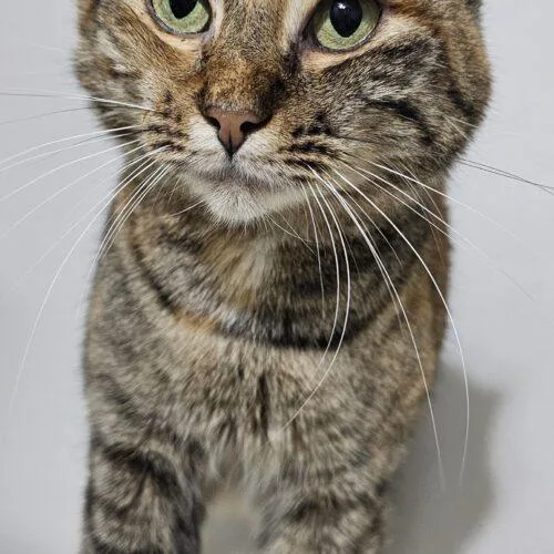 Tabasco Mcsnuggles thumbnail 3