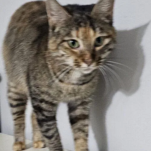 Tabasco Mcsnuggles thumbnail 4