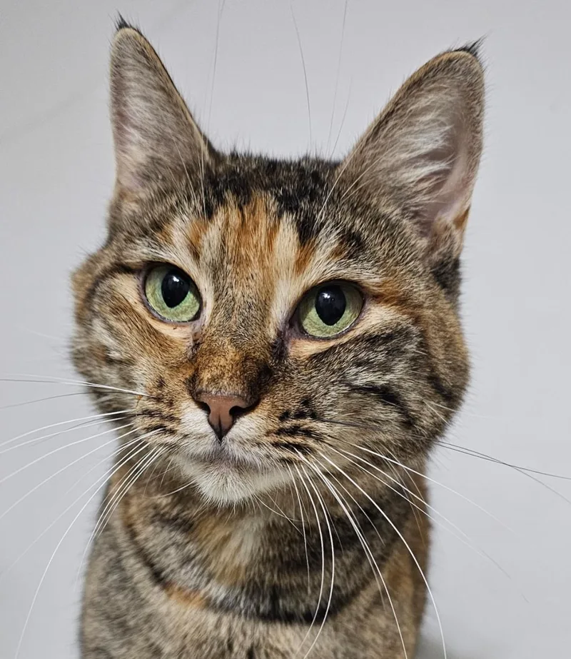 Tabasco Mcsnuggles thumbnail 5