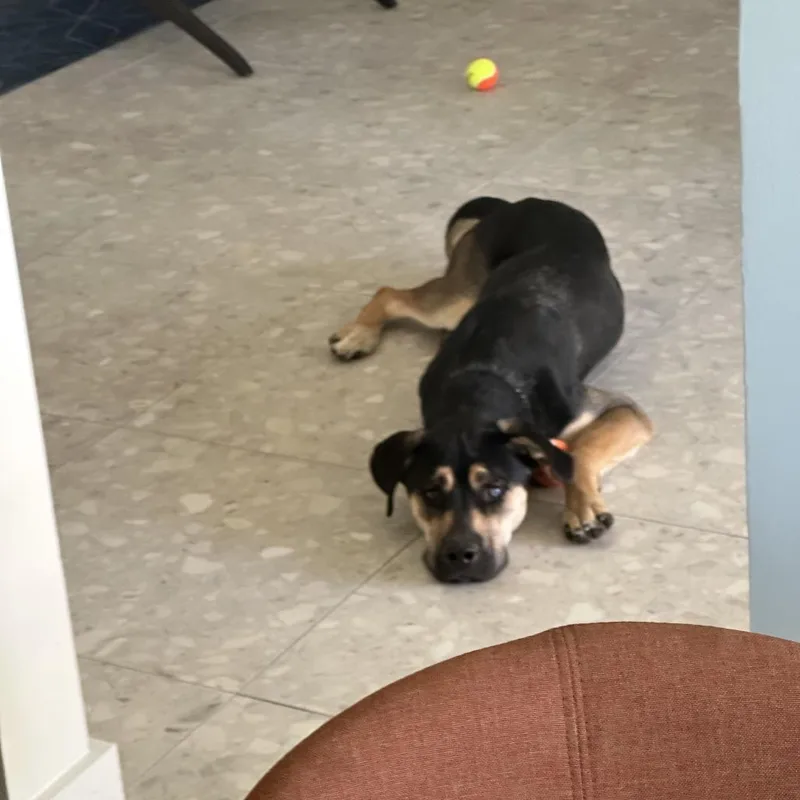 Little Girl thumbnail 2