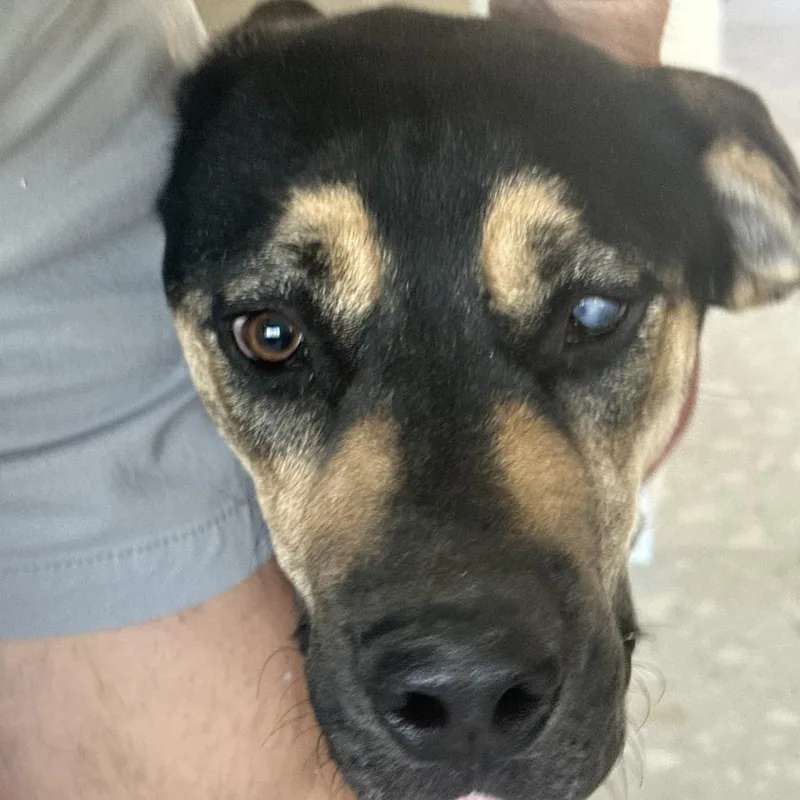 Little Girl thumbnail 6