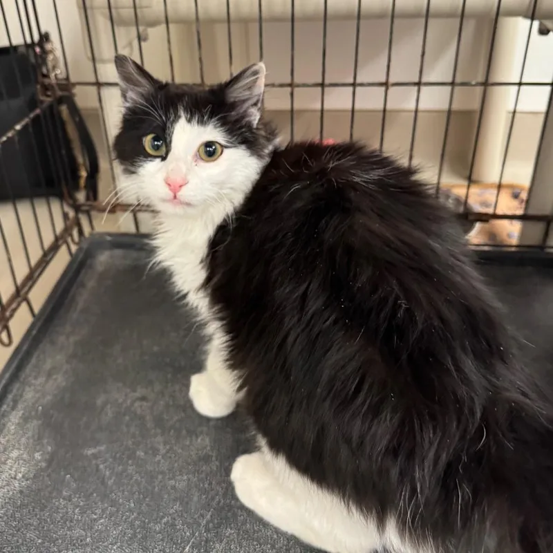 A young medium-sized male Black Domestic Medium Hair cat named Wesley for adoption in Redwood Falls, MN