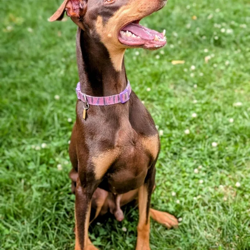 An adult large-sized male Red / Chestnut / Orange Doberman Pinscher dog named Porkchop for adoption in Sandown, NH