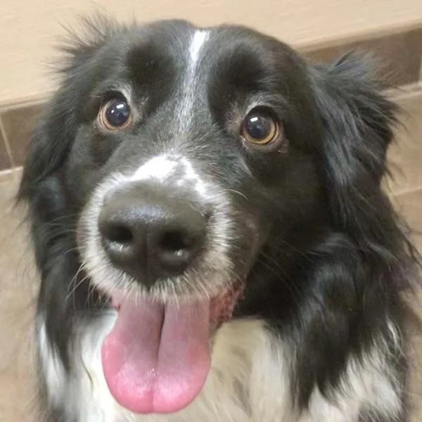 An adult medium-sized male Australian Shepherd dog named Tony Bonded Buddy for adoption in Des Moines, IA