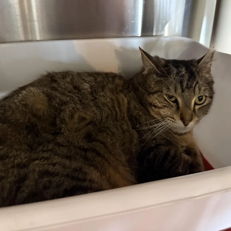 A young medium-sized male Tabby (Brown / Chocolate) Domestic Short Hair cat named Fudge for adoption in La Crescent, MN