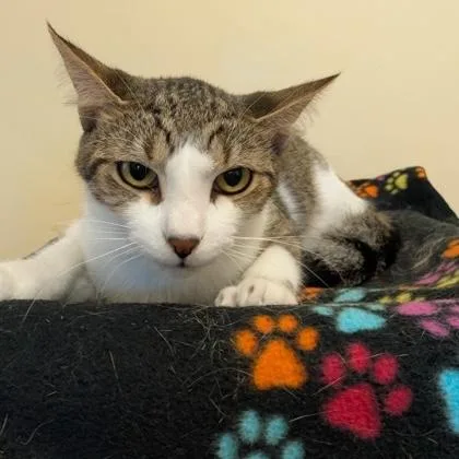 An adult medium-sized male Tabby (Brown / Chocolate) Domestic Short Hair cat named Pebbles for adoption in Rochester, MN