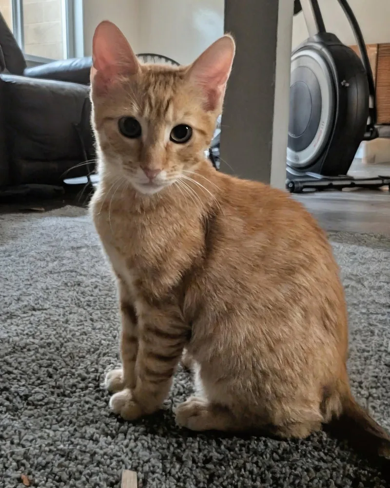 A young medium-sized male Domestic Short Hair cat named Toofers for adoption in Phoenix, AZ
