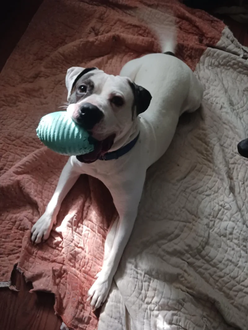 Baxter Aka Bob thumbnail 3