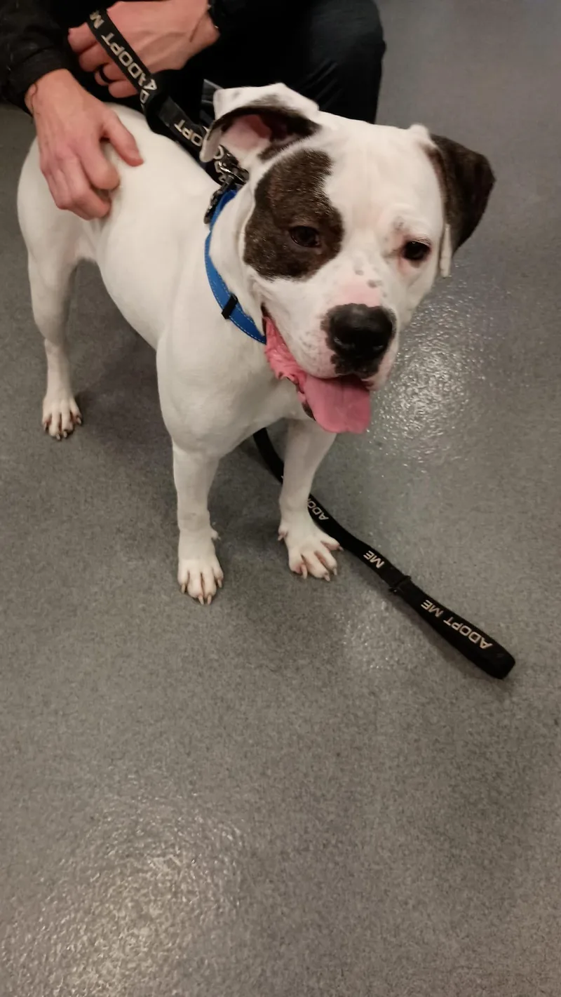 Baxter Aka Bob thumbnail 4