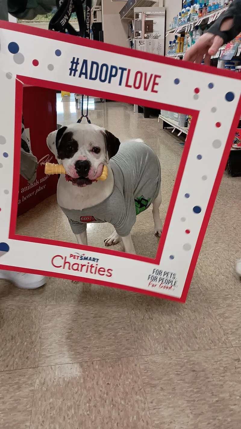 Baxter Aka Bob thumbnail 5