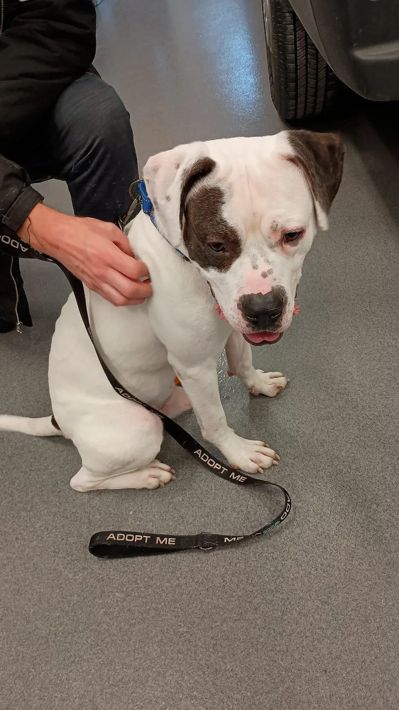 Baxter Aka Bob thumbnail 6