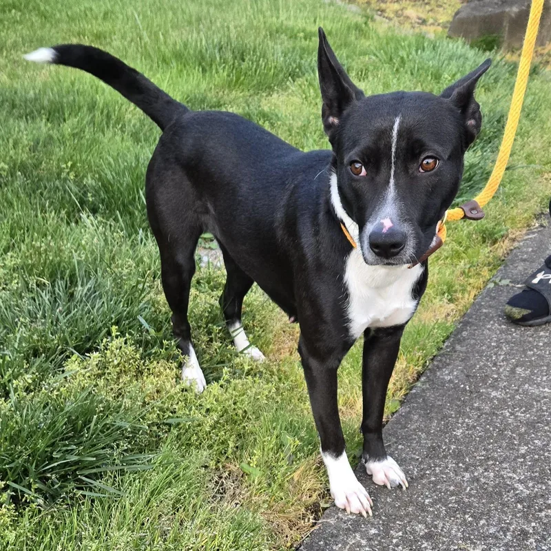 An adult medium-sized female Black Cattle Dog dog named Evelyn for adoption in Eugene, OR