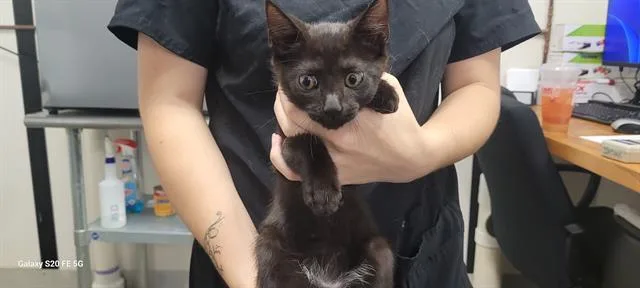A baby small-sized male Domestic Short Hair cat named Monday for adoption in Panama City, FL