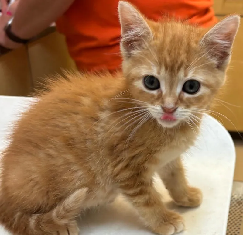 A baby small-sized female Domestic Short Hair cat named Monica for adoption in Elizabethton, TN