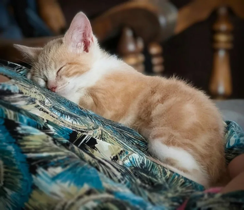 A baby medium-sized male Orange / Red Domestic Short Hair cat named Whiskers for adoption in Tampa, FL