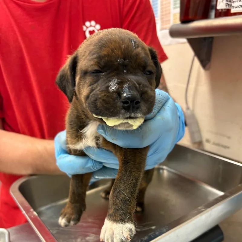 A baby small-sized male Brown / Chocolate Terrier dog named Theo for adoption in Birmingham, AL