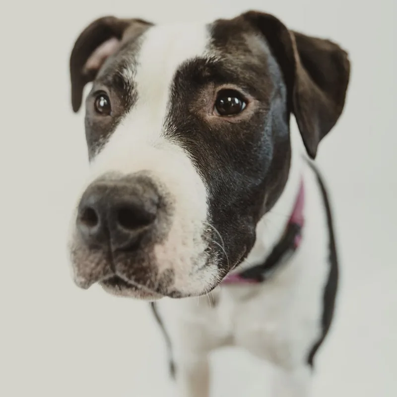 A young medium-sized female Pit Bull Terrier dog named Arty for adoption in Krum, TX