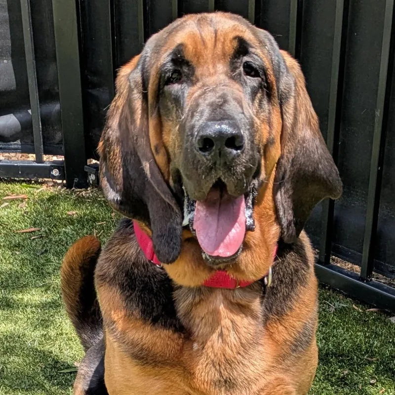 An adult large-sized male Black Bloodhound dog named Ace for adoption in Charlottesville, VA