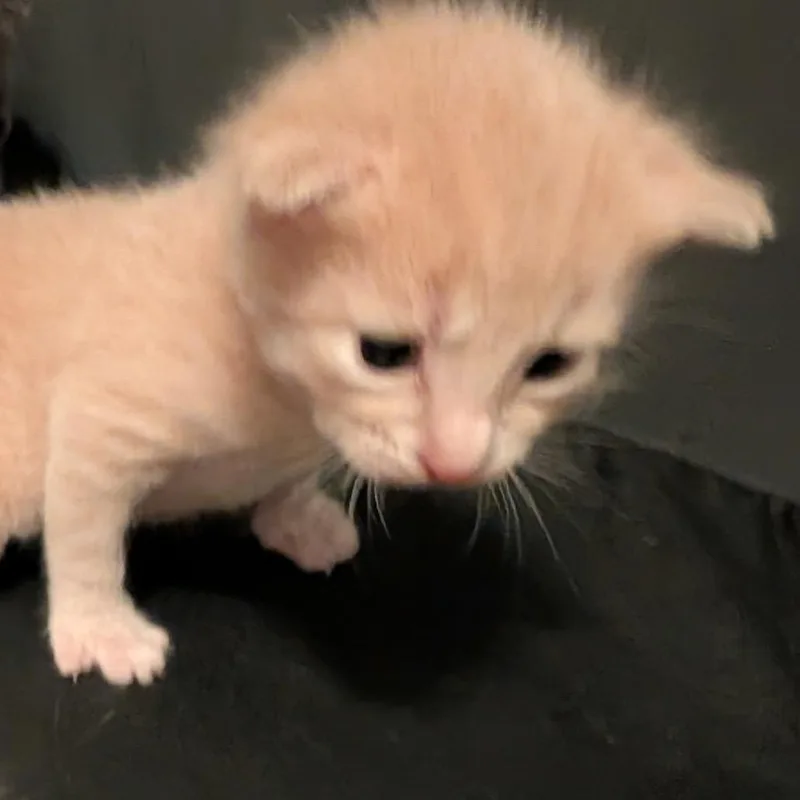 A baby small-sized male Buff / Tan / Fawn Domestic Short Hair cat named Oliver for adoption in North Port, FL