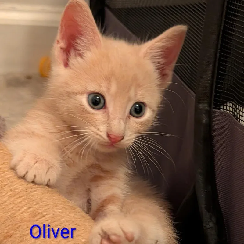 Oliver thumbnail 2