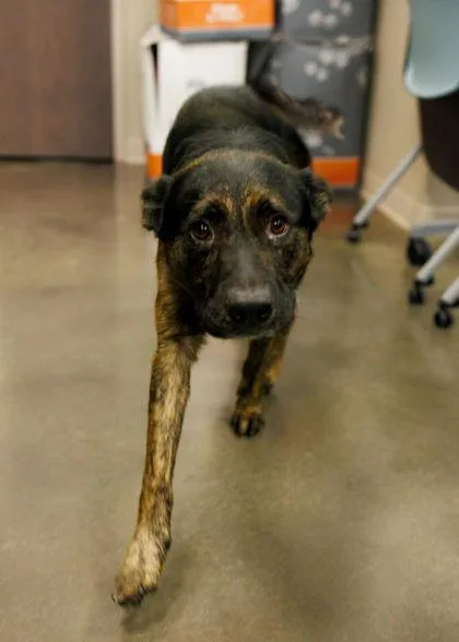 An adult large-sized male German Shepherd Dog dog named Diesel for adoption in Fishers, IN
