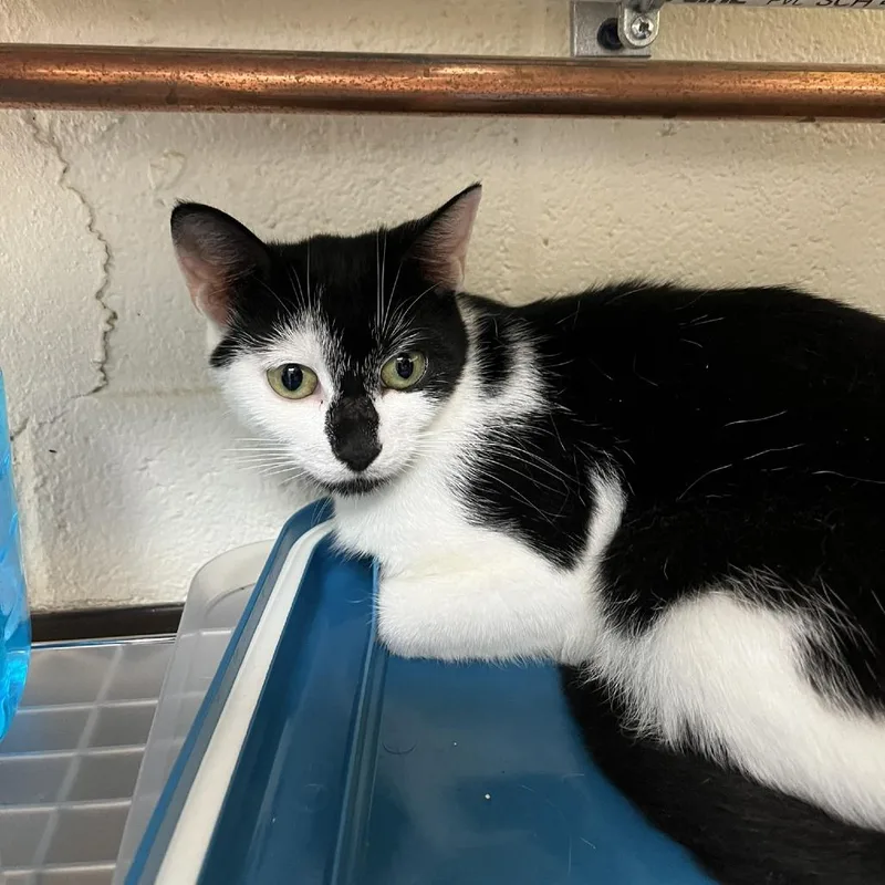 A young medium-sized female Black Domestic Short Hair cat named SVASStray for adoption in Lyndhurst, VA
