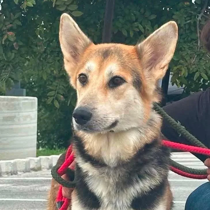 An adult medium-sized female German Shepherd Dog dog named Willow for adoption in Stephens City, VA