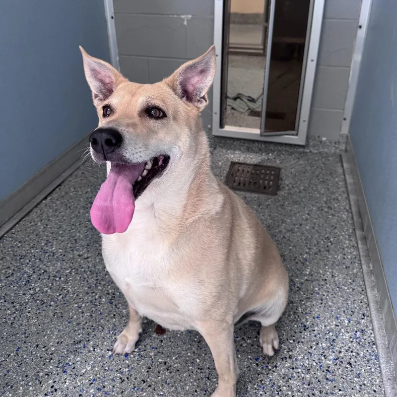 A senior large-sized female Yellow / Tan / Blond / Fawn Mixed Breed dog named Minnie for adoption in Charlottesville, VA