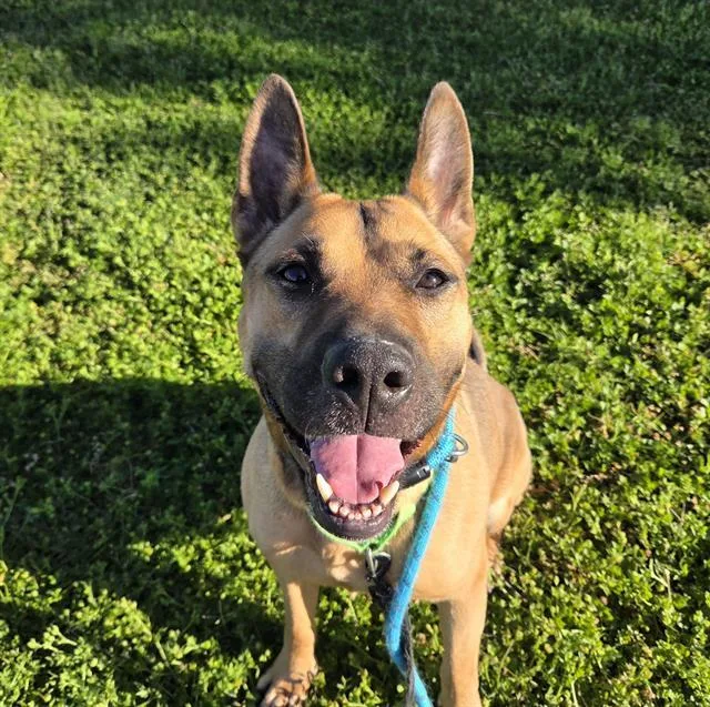 An adult large-sized female German Shepherd Dog dog named Princess for adoption in Tucson, AZ