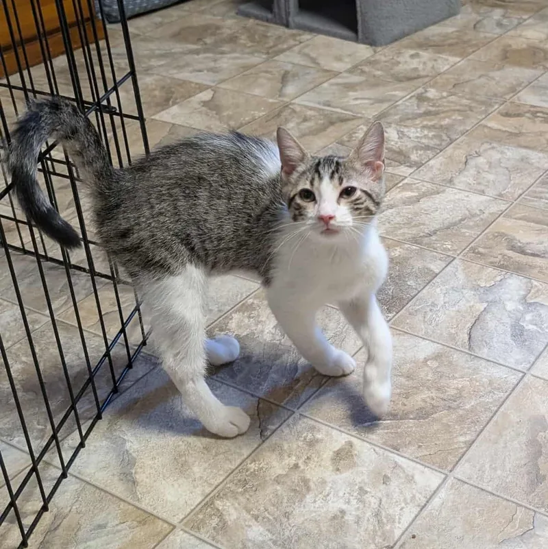 A baby medium-sized male White Tabby cat named Seether for adoption in Shippenville, PA