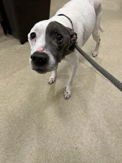 A senior medium-sized male Mixed Breed dog named Marshall for adoption in Atlanta, GA