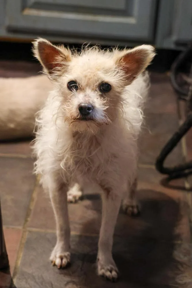 A senior small-sized female White / Cream Maltese dog named Lady for adoption in TUCSON, AZ