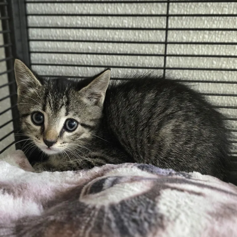 A baby medium-sized male Tabby (Brown / Chocolate) Domestic Short Hair cat named Donnie for adoption in Mount Carmel, IL