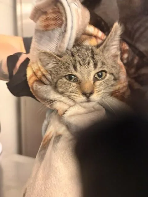 A young small-sized male Domestic Short Hair cat named March for adoption in Cincinnati, OH
