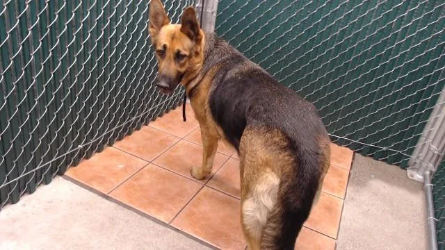 A young medium-sized female German Shepherd Dog dog named Darya for adoption in Downey, CA