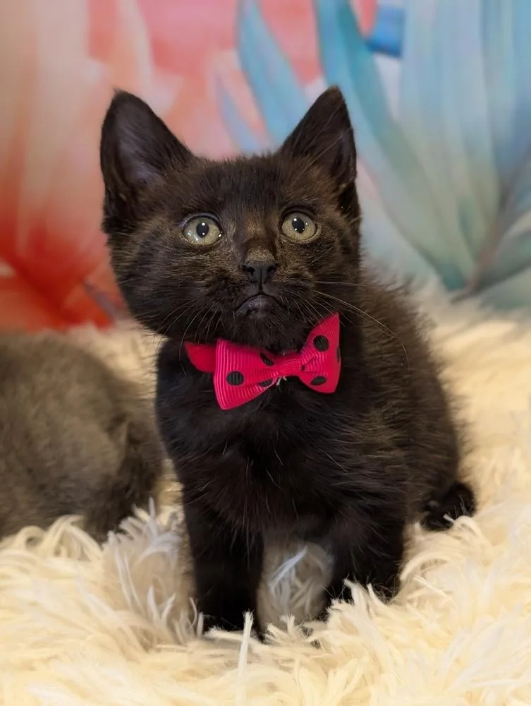 A baby small-sized female Domestic Medium Hair cat named Shadow for adoption in Fremont, CA
