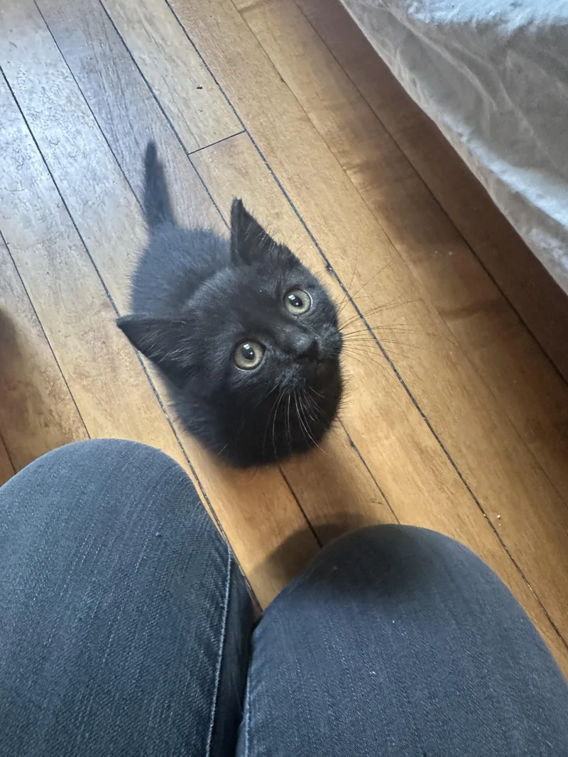 A baby small-sized female Black Domestic Short Hair cat named Zelda for adoption in Milwaukee, WI
